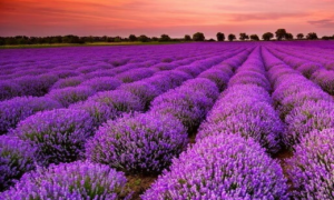 Lavender Quotes: 250+ Beautiful & Inspiring Floral Sayings