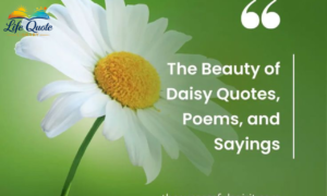 Quotes About Daisies: 100+ Beautiful, Inspiring & Cheerful Quotes